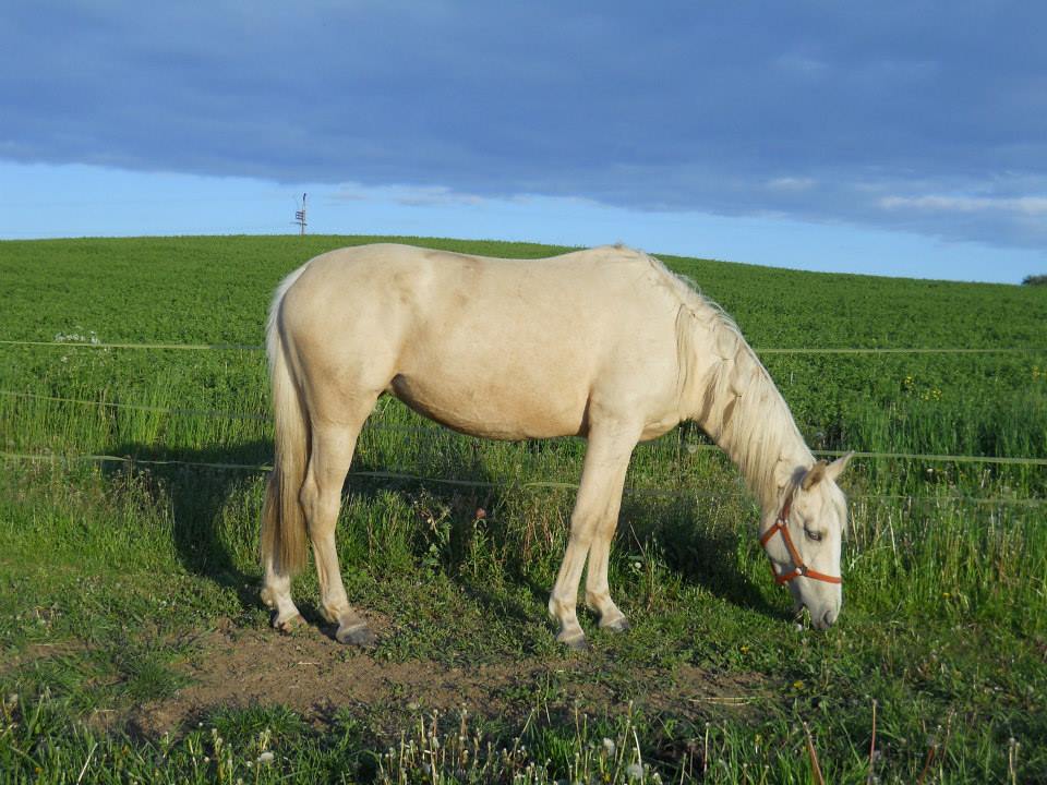 Čirůvka